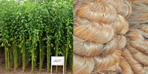 Jute